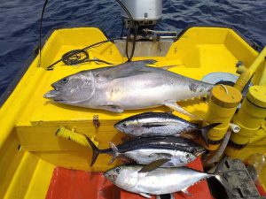 5 tuna curacao fishing