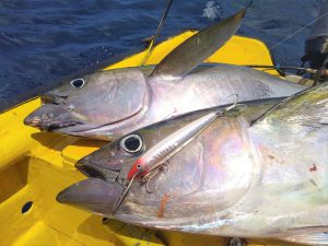 9 tuna curacao fishing